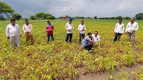 Soybean Rate