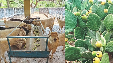 Animal Fodder