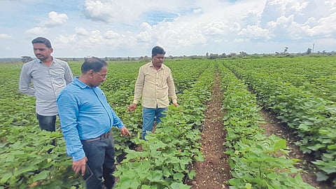 Color Cotton Variety