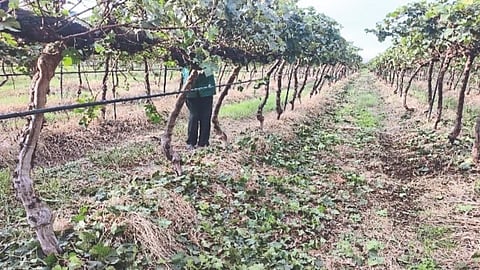 Grape Management