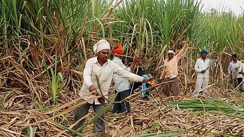Rural Economy : हातावर पोट असलेल्या मजुरांची सुटका होईल का?