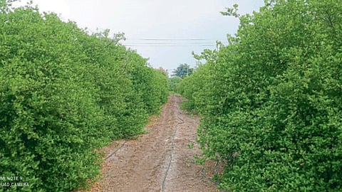Lemon Trees 