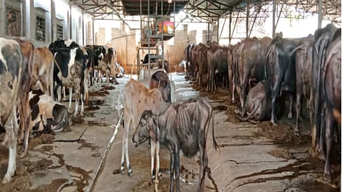 Dairy Farming