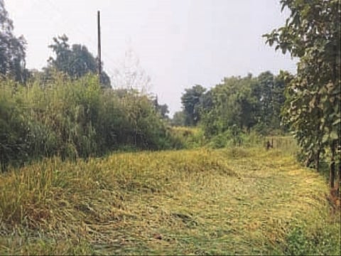 Paddy Crop