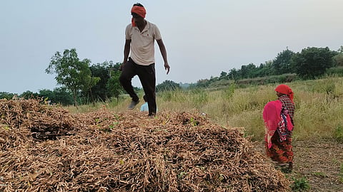 Soybean Harvesting 