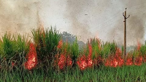 Sugarcane Farmer