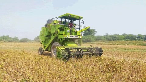 Soybean Harvesting 
