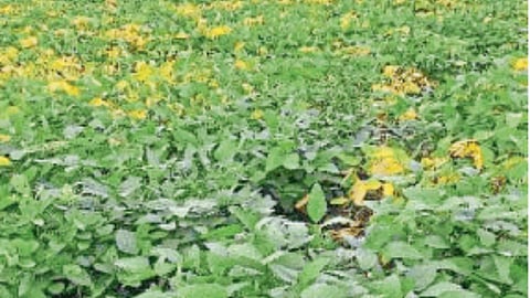 Soybean 