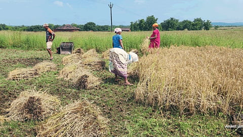 Paddy Harvesting 