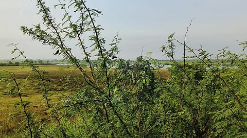 Maharudra mangnale 