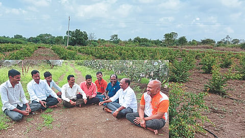Pomegranate Farming