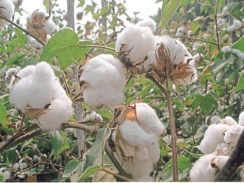 Cotton Crop
