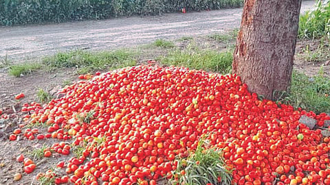 Tomato Market 
