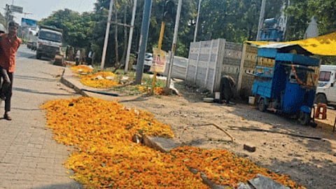 Marigold 