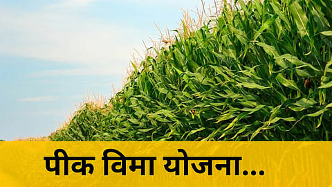 Peak Vima Farmer