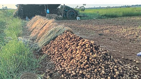 Potato Harvesting 