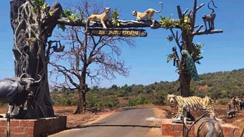 Sahyadri tiger Reserve 