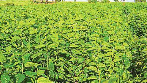 Mulberry Cultivation 