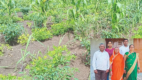 Sugarcane Farming