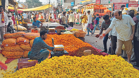 Marigold 