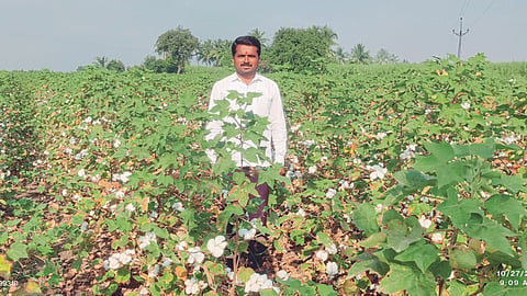 Cotton Sowing 
