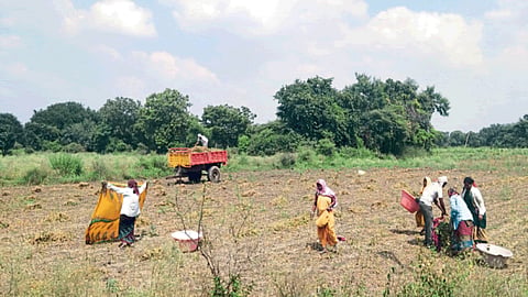 Soybean Harvesting 
