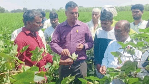 Cotton Productivity 