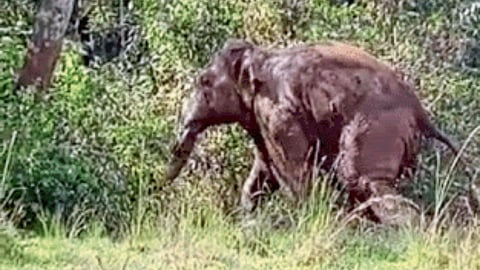 Elephant