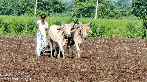 Sowing 