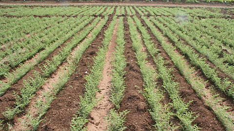 Chana Crop 
