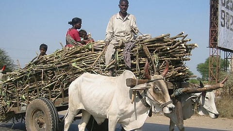 Maharashtra Sugarcane Season