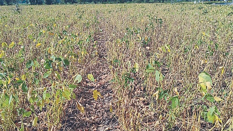 Soybean 