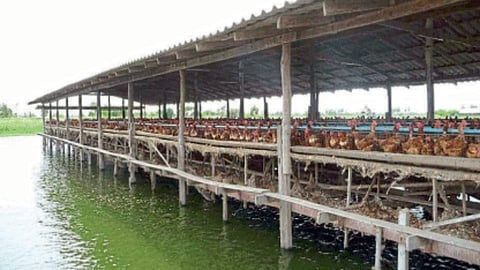 Fish Conservation