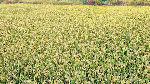 Paddy Crop 