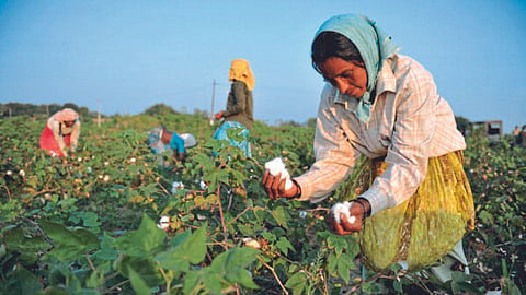 Cotton Picking 