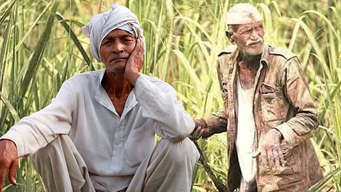 Sugarcane Rate FRP