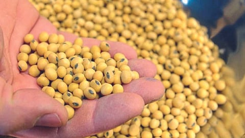 Soybean 