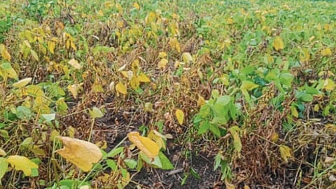 Soybean Disease 