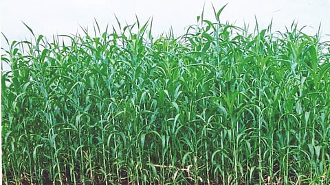 Rabbi Fodder Crops 