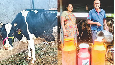 Dairy Business