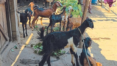 Goat Farming 