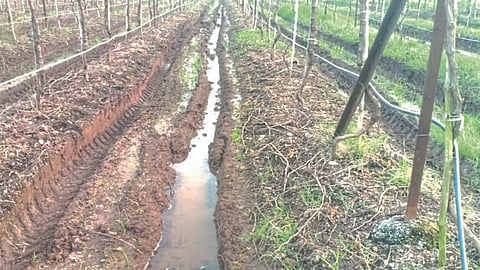 Crop Damage 