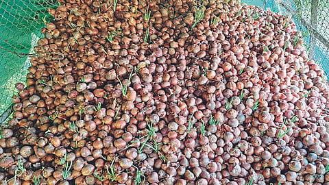 Onion Damage 