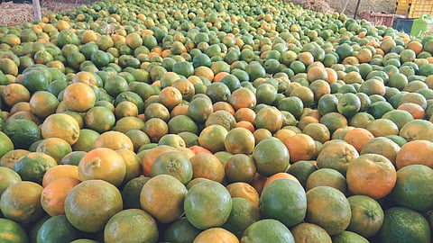 Orange Market