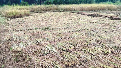 Paddy Harvesting 