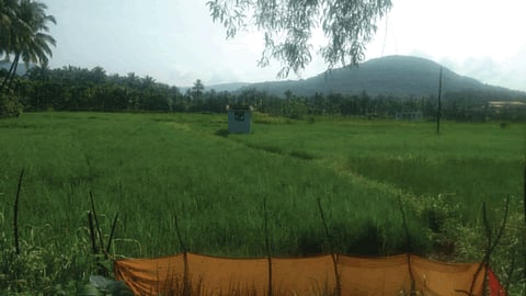 Paddy farming 
