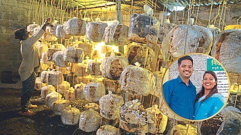Mushroom Production