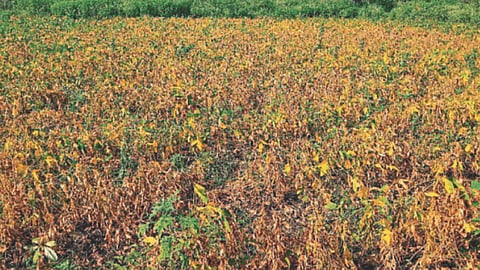 Drought Crop