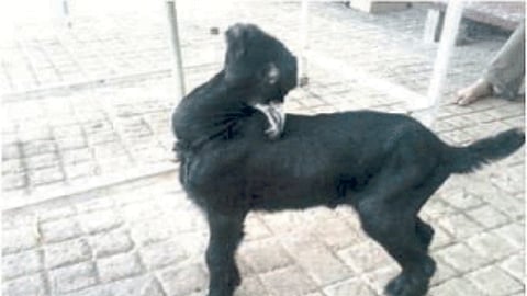 Goat Baby 