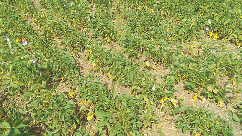 Drought Condition